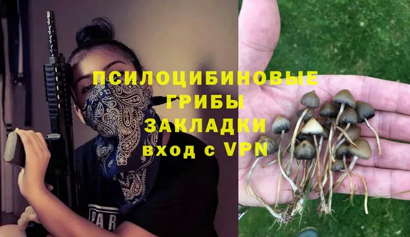 Псилоцибиновые грибы Psilocybe Армянск